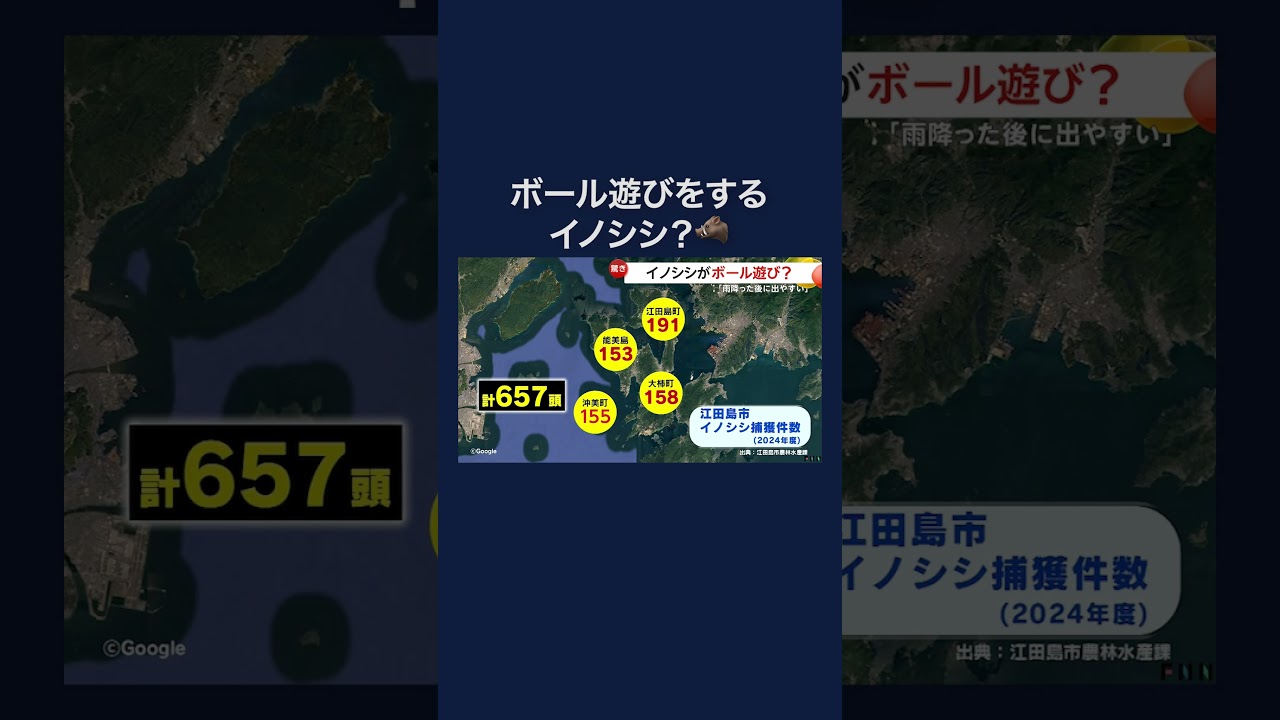 イノシシが小学校校庭でボール遊び？鼻で“ドリブル”も #shorts img