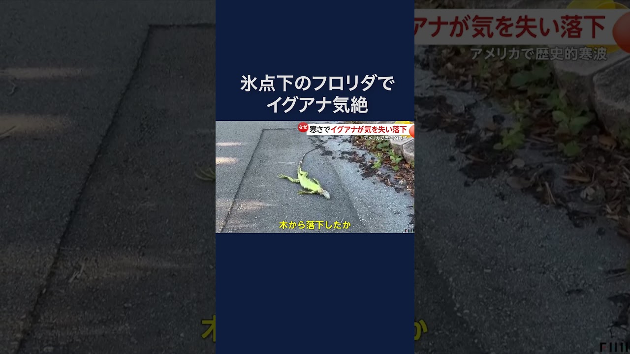 寒さでイグアナが相次いで落下…アメリカで歴史的寒波 #shorts img
