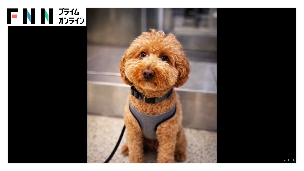 「信じられない」空港に置き去りにされた犬　飼い主の女逮捕　遺棄された犬は警察の家族が引き取る　ラスベガス（2026年03月10日） img