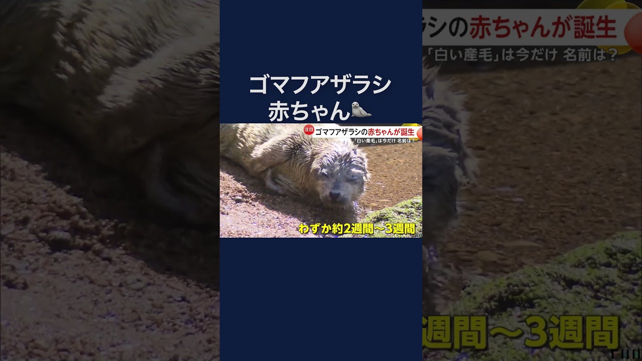 流氷と同じ色の“白い産毛”が見られるのは今だけ　ゴマフアザラシの赤ちゃん誕生 伊豆・三津シーパラダイス#shorts img