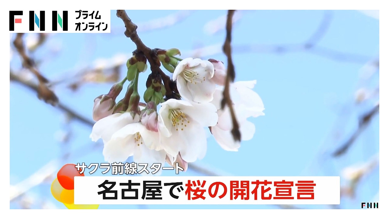 名古屋で桜の開花宣言　観測史上最速タイ　関東では早咲き桜に人が殺到（2026年03月18日） img