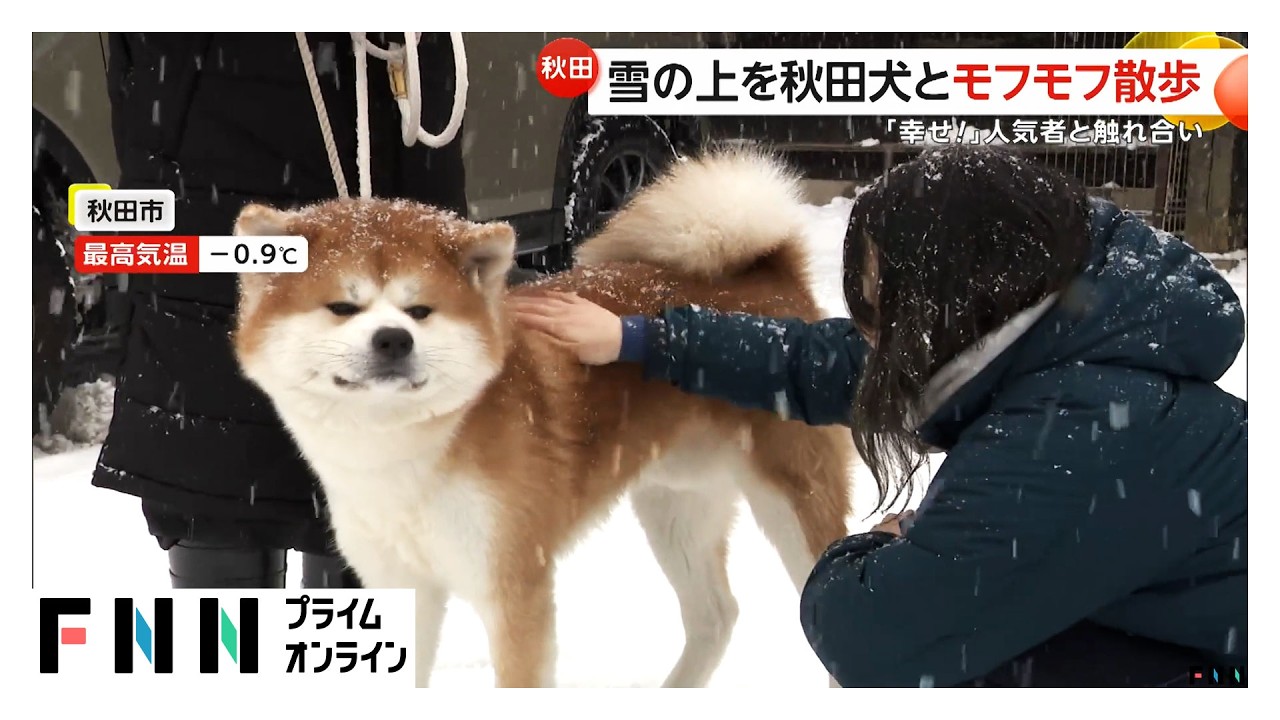 寒さに負けずイベント続々！白熱する雪合戦に秋田犬と“モフモフ散歩”体験　「中華まん博覧会」では100種類超の中華まんに舌鼓(2026年01月24日) img