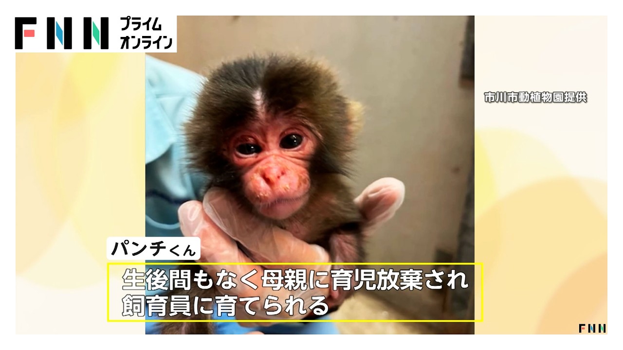 パンチくん人気の裏で“偽アカウント”被害拡大 飼育員装い実際の動画を無断使用、寄付金サイトへ誘導 動植物園「だまされないで」（2026年03月06日） img