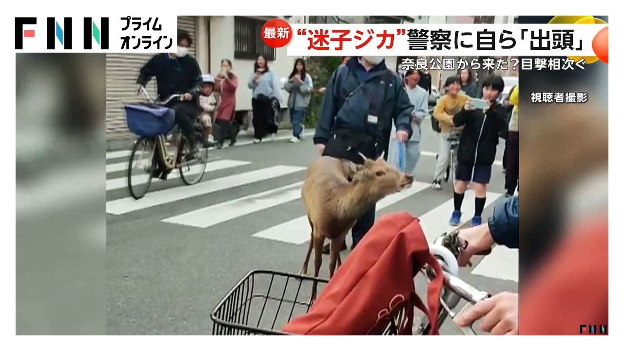 大阪で迷子シカ　警察に“出頭”し捕獲　奈良県知事は受け入れ否定も大阪市長は前向き発言（2026年03月25日） img