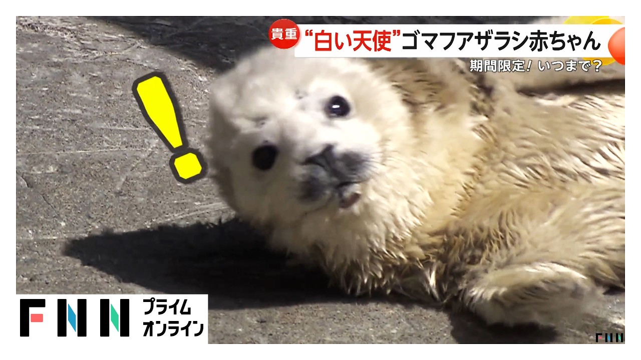 ゴマフアザラシの赤ちゃん誕生　“白い天使”は期間限定…生後2週間でゴマ模様に　大分市（2026年03月11日） img