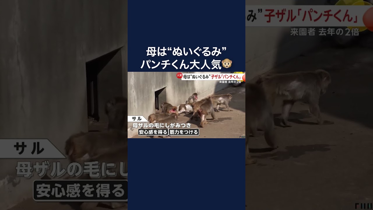 市川市動植物園で大人気…ぬいぐるみが“母”の子ザル「パンチくん」#shorts img
