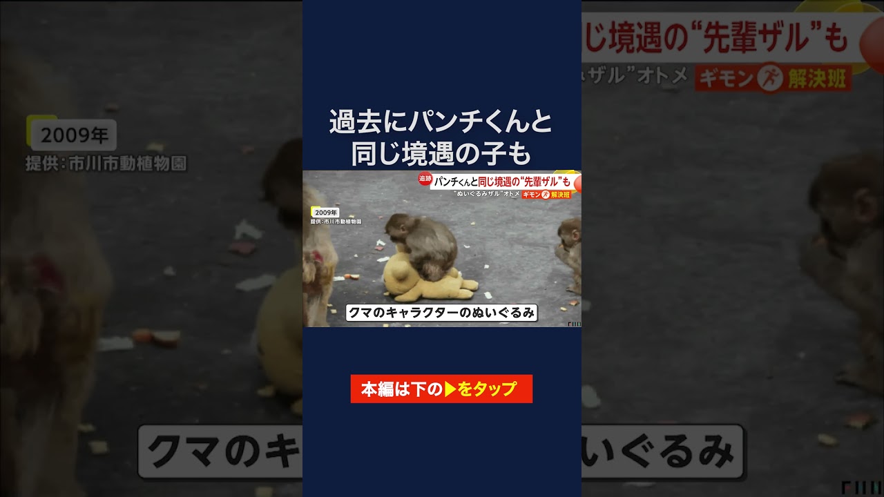 ぬいぐるみが母親代わりのパンチ君、園には過去に同じ境遇のサルがいた　市川市動植物園 #shorts img