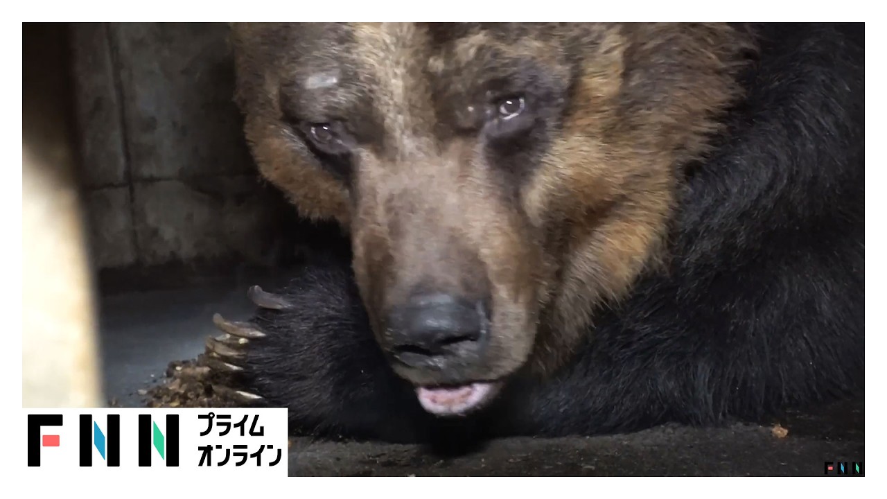 冬眠明けで激やせ・空腹…巨大グマの目撃情報早くも相次ぐ（2026年03月31日） img