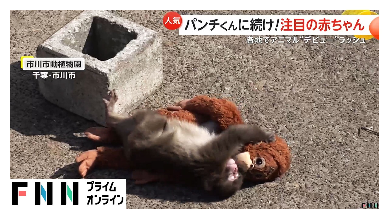 パンチくんに続け！注目赤ちゃん　ペンギン・サモエド・キリンも…動物赤ちゃんデビュー相次ぐ（2026年03月27日） img