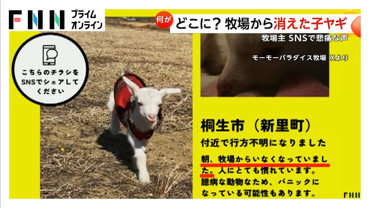 「やぎ探しています」どこに？牧場から消えた子ヤギ（2026年03月17日） img