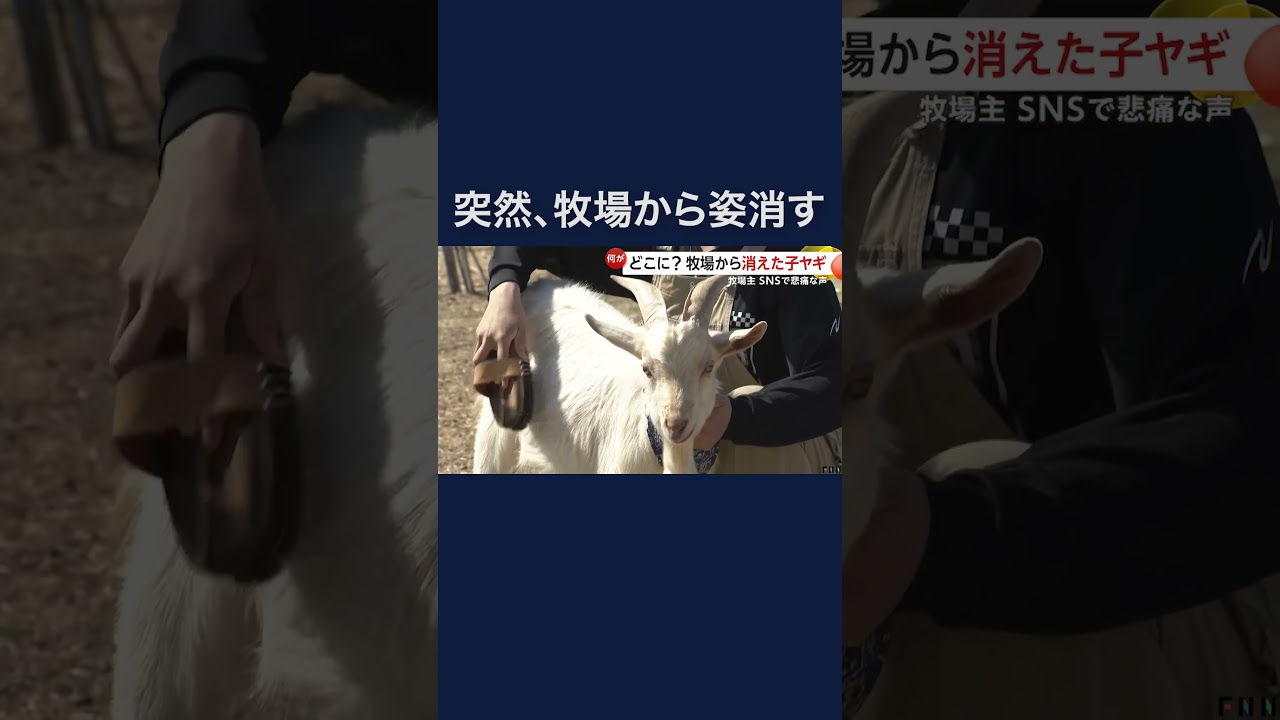 「やぎ探しています」どこに？牧場から消えた子ヤギ#shorts img