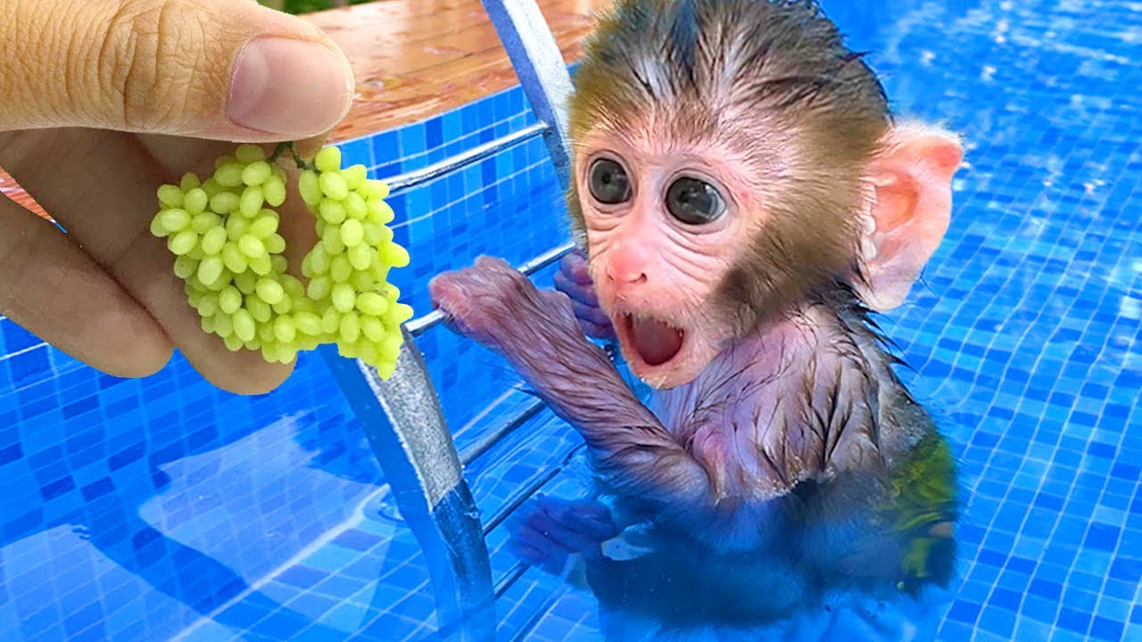 Monkey Baby Bon Bon harvest fruit in the garden and eat with puppy and duckling at the pool img